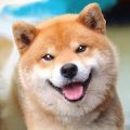 秋田犬模拟器（Akita Dog Simulator）